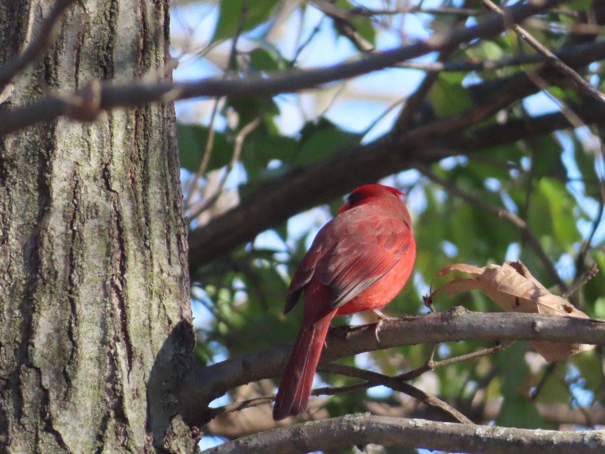Cardenal Norteño - ML646414570