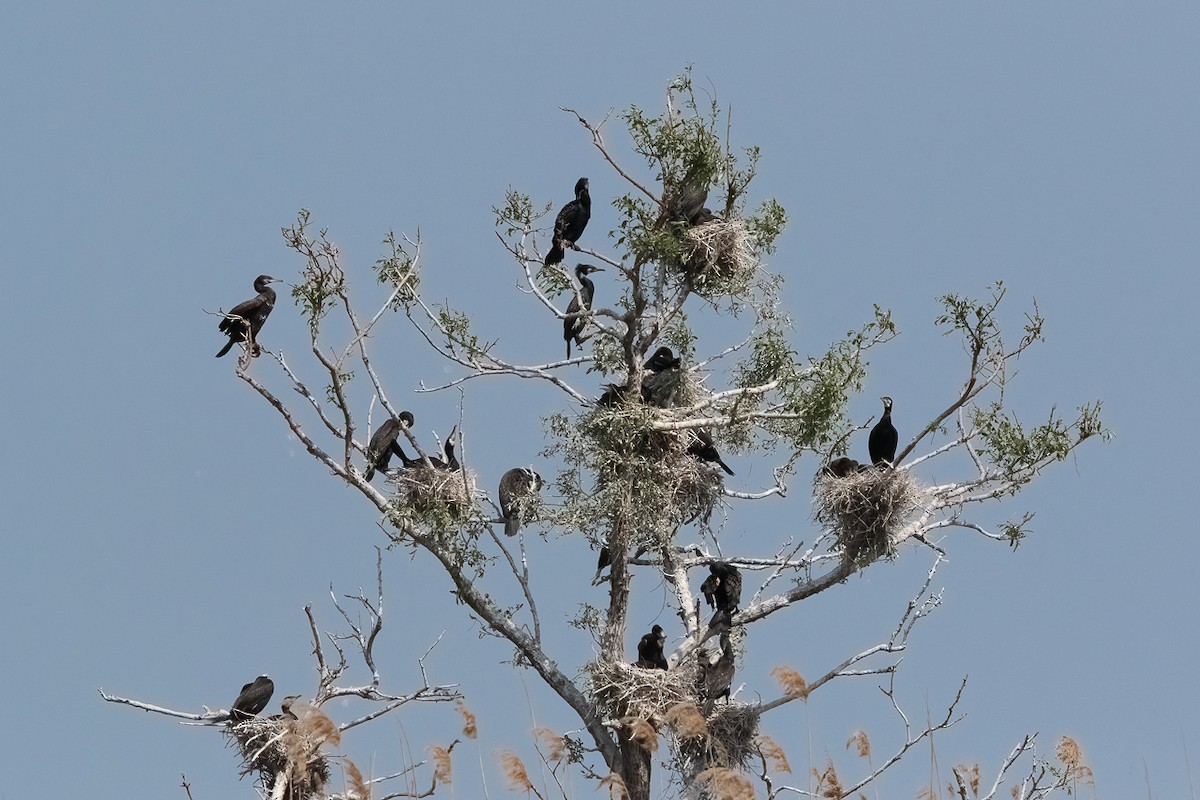 Great Cormorant - ML646414571