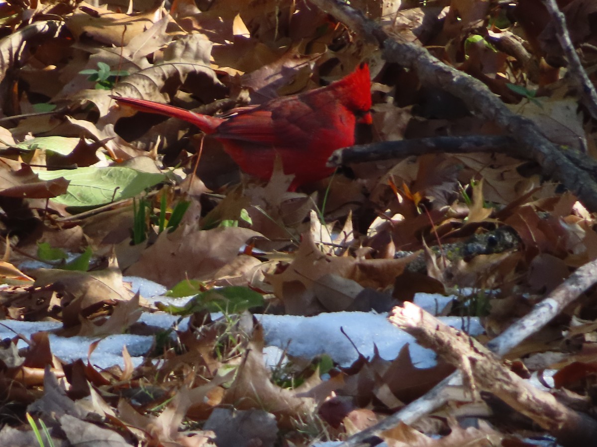 Cardenal Norteño - ML646414573