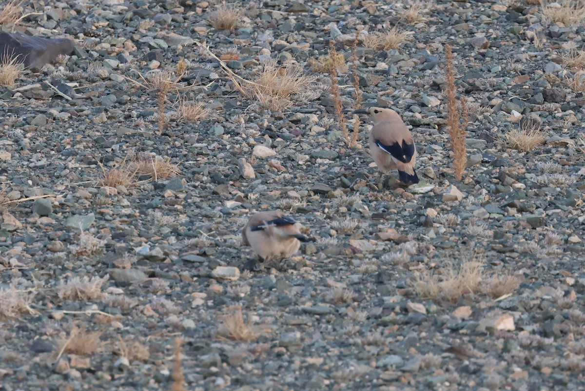 strakule černotemenná - ML646414574