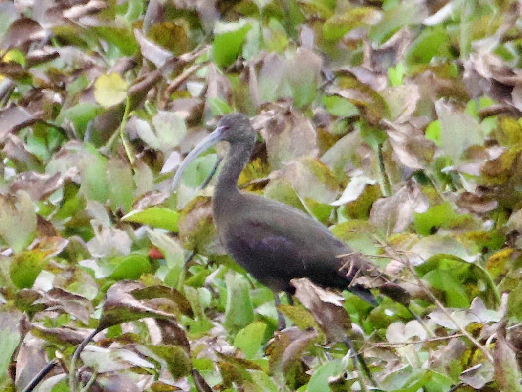 Коровайка американська - ML646414575