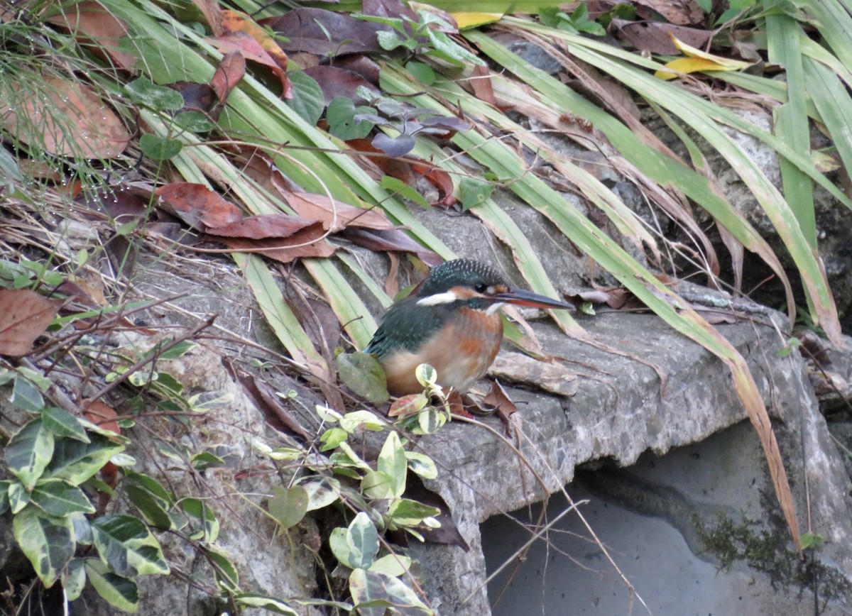 Рибалочка блакитний - ML646414577