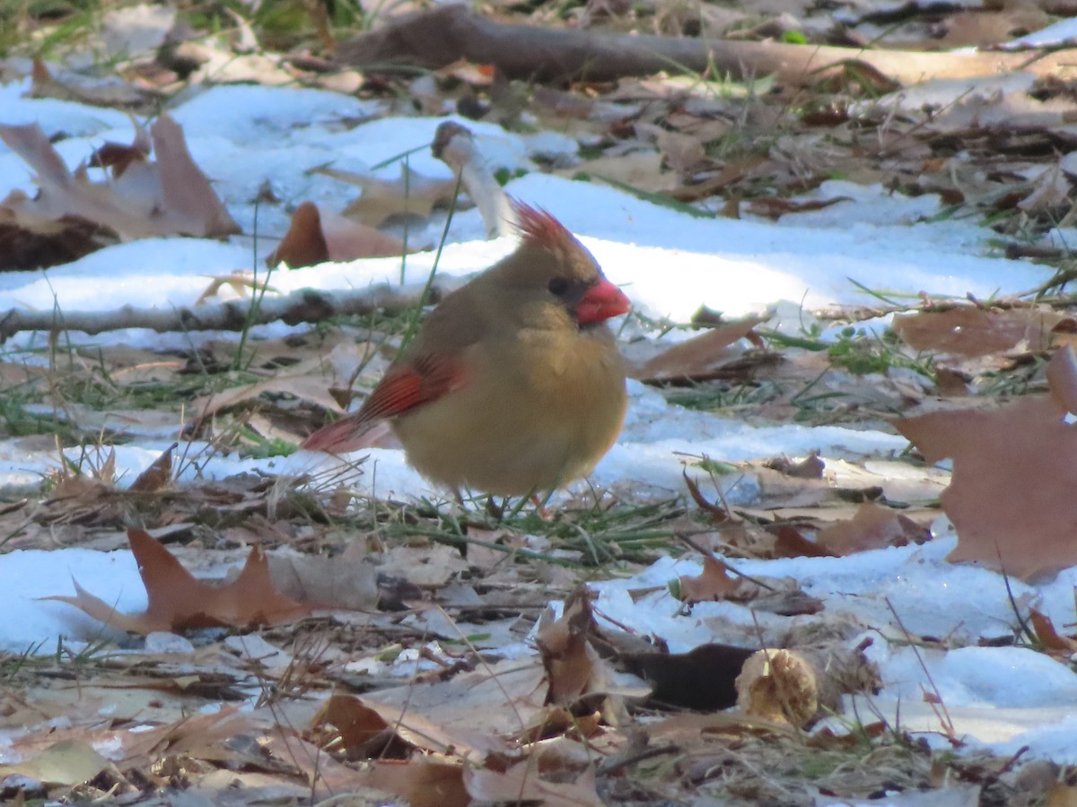 Cardenal Norteño - ML646414579