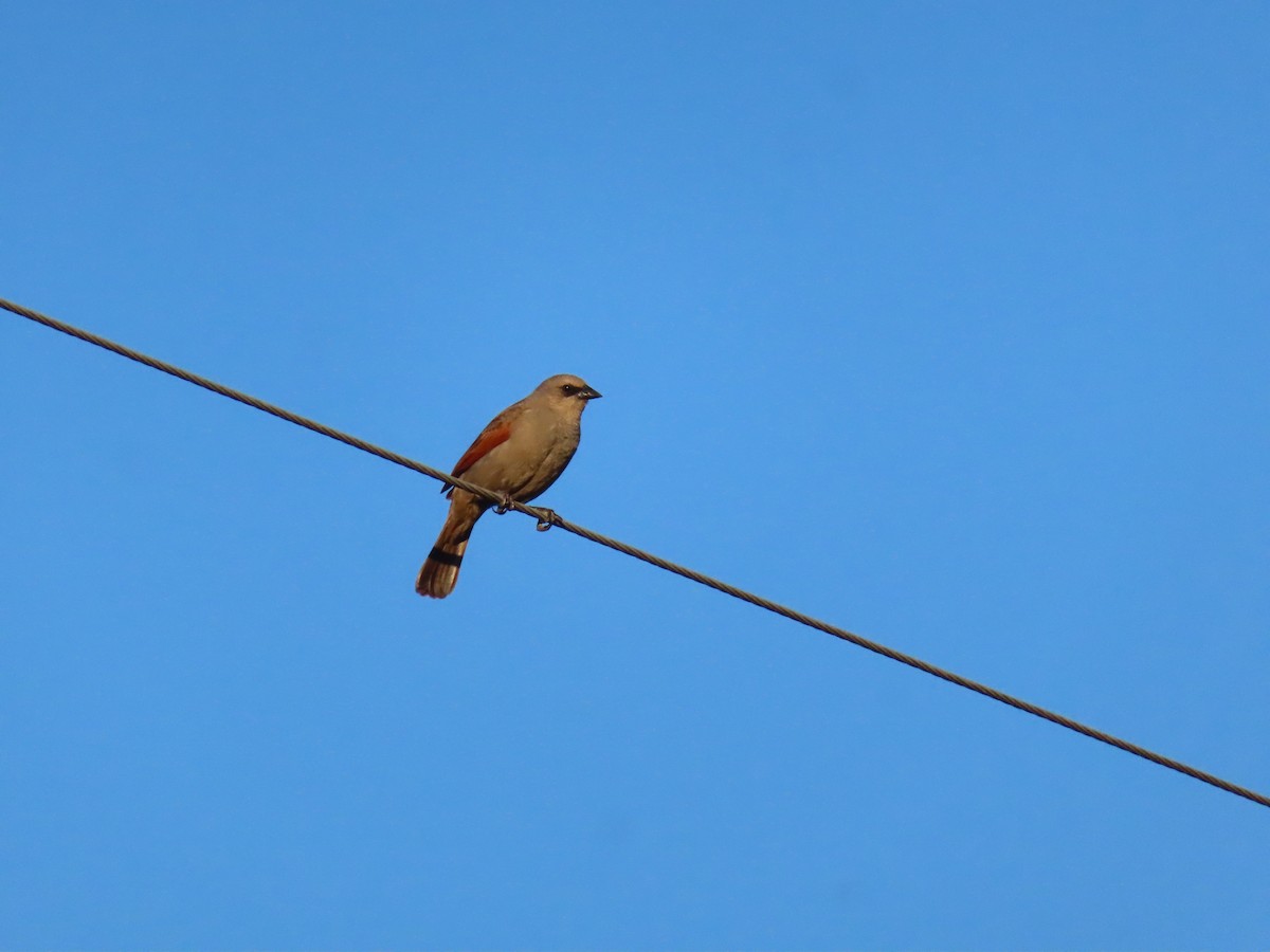 Grayish Baywing - ML646414580