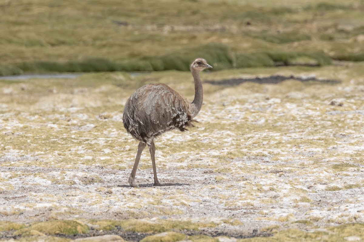 Lesser Rhea (Puna) - ML646414582