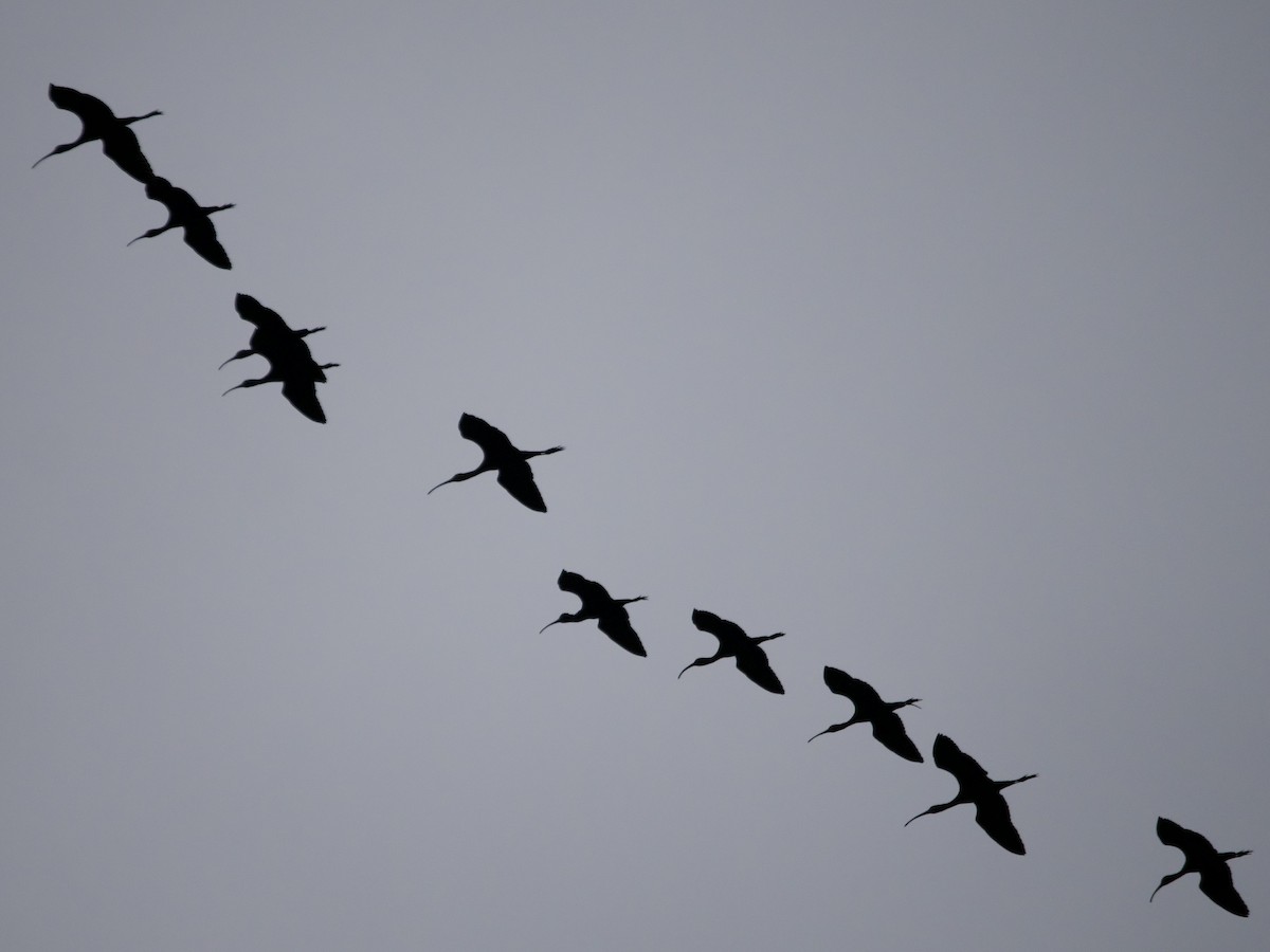 Ibis falcinelle ou I. à face blanche - ML646414583
