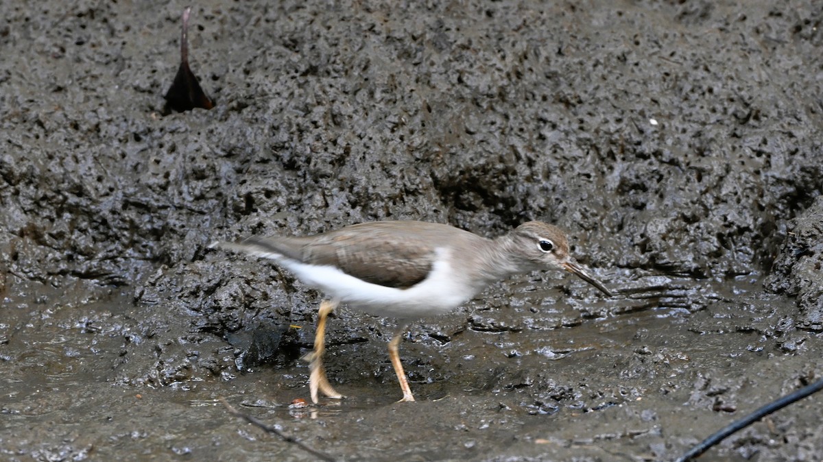 Drosseluferläufer - ML646414584