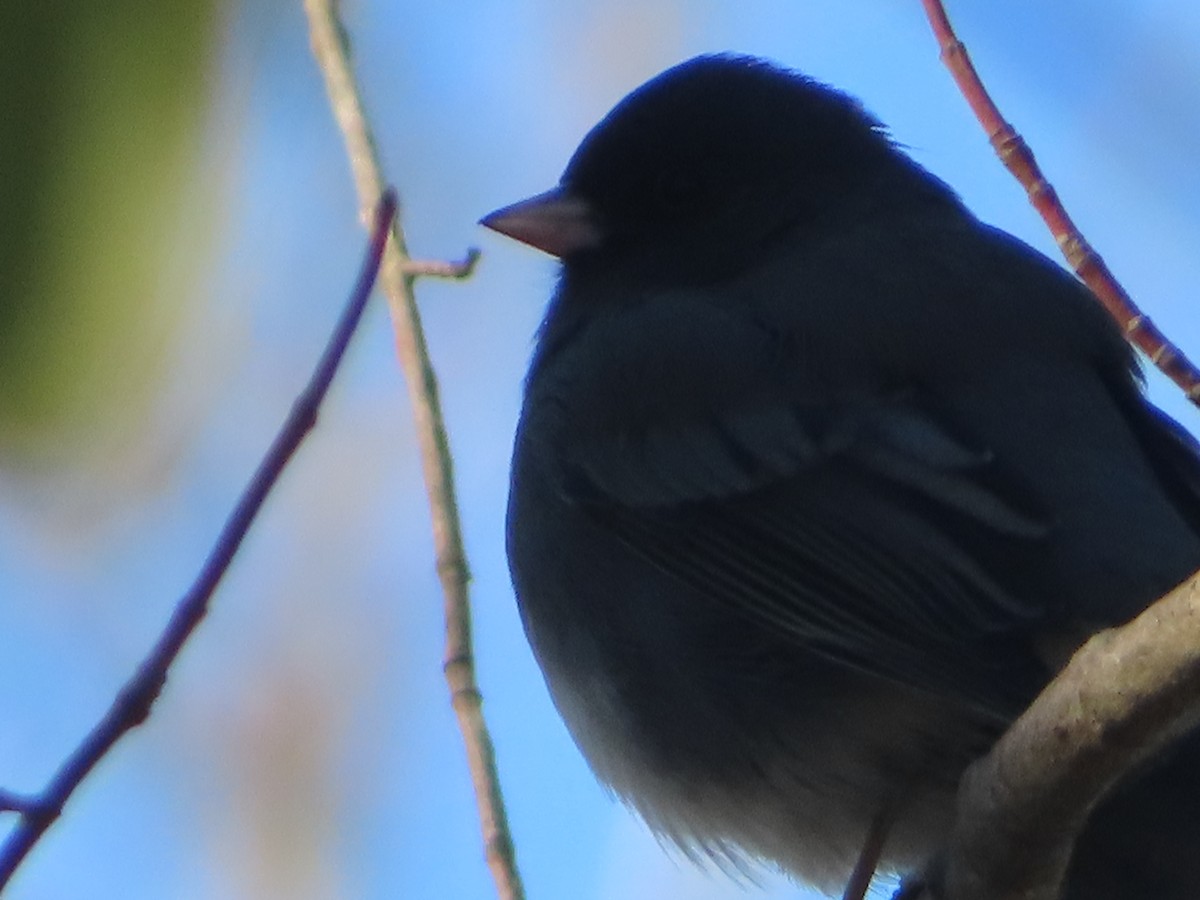 Junco Ojioscuro - ML646414587