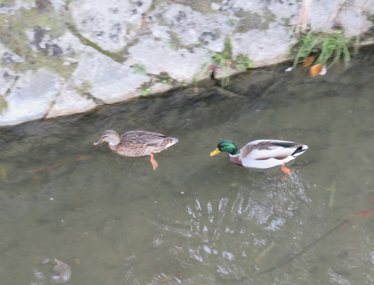 Крижень звичайний - ML646414588