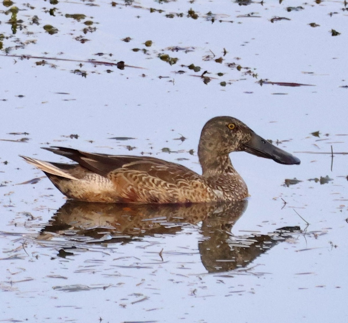 Northern Shoveler - ML646414602