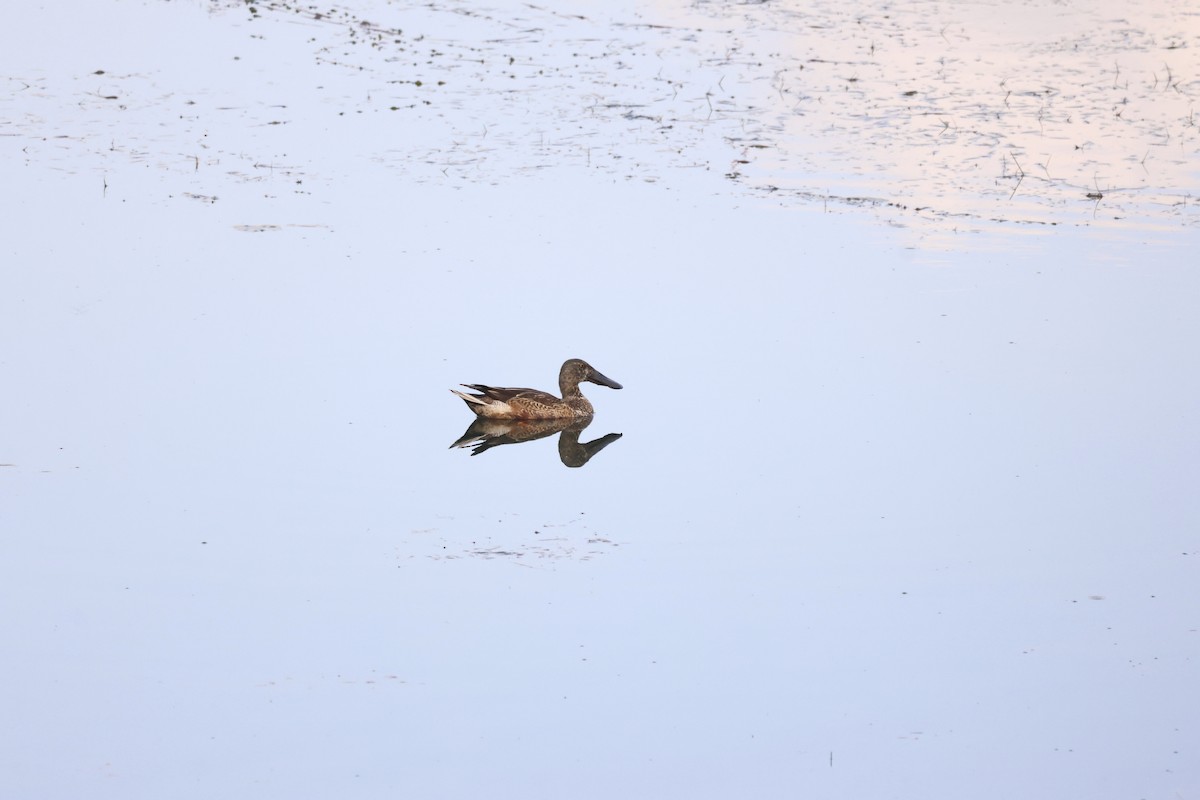 Northern Shoveler - ML646414605