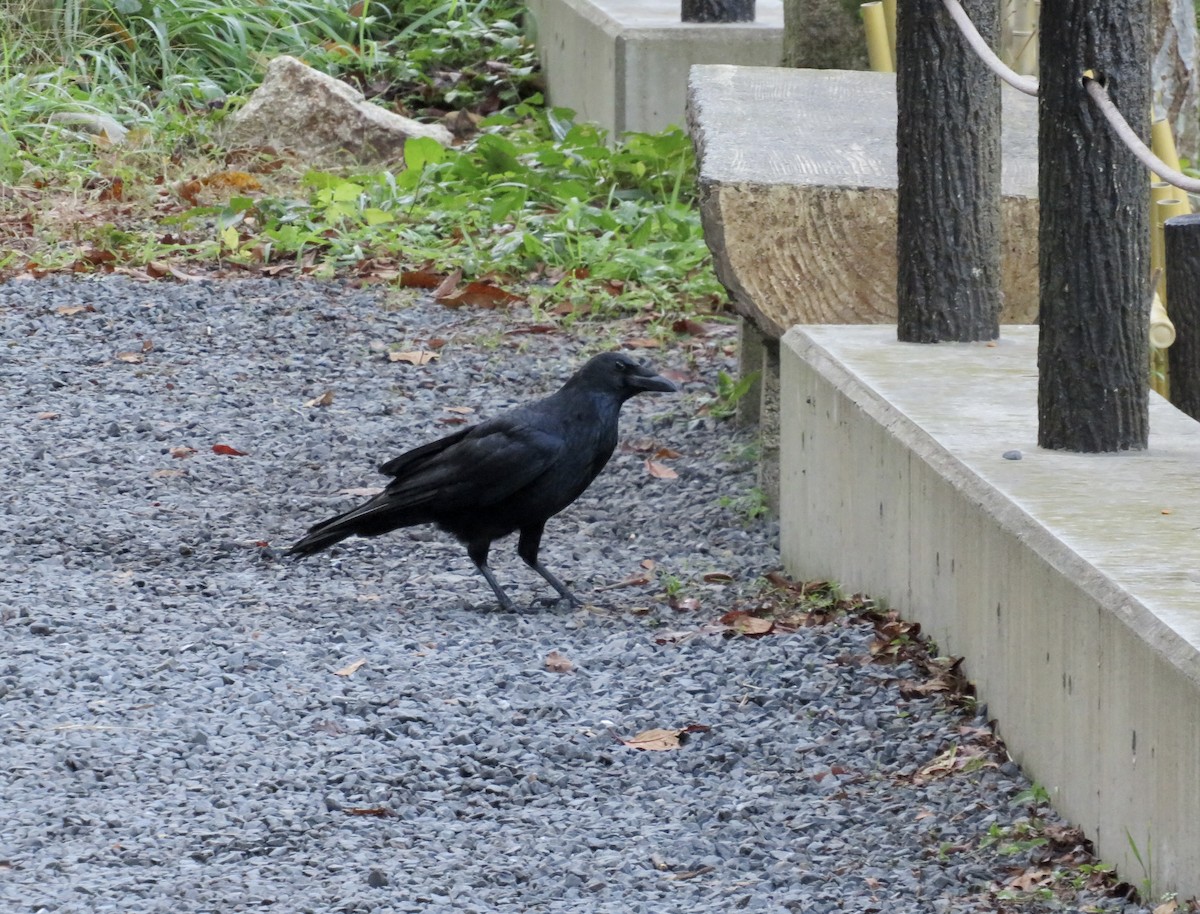Ворона чорна - ML646414606