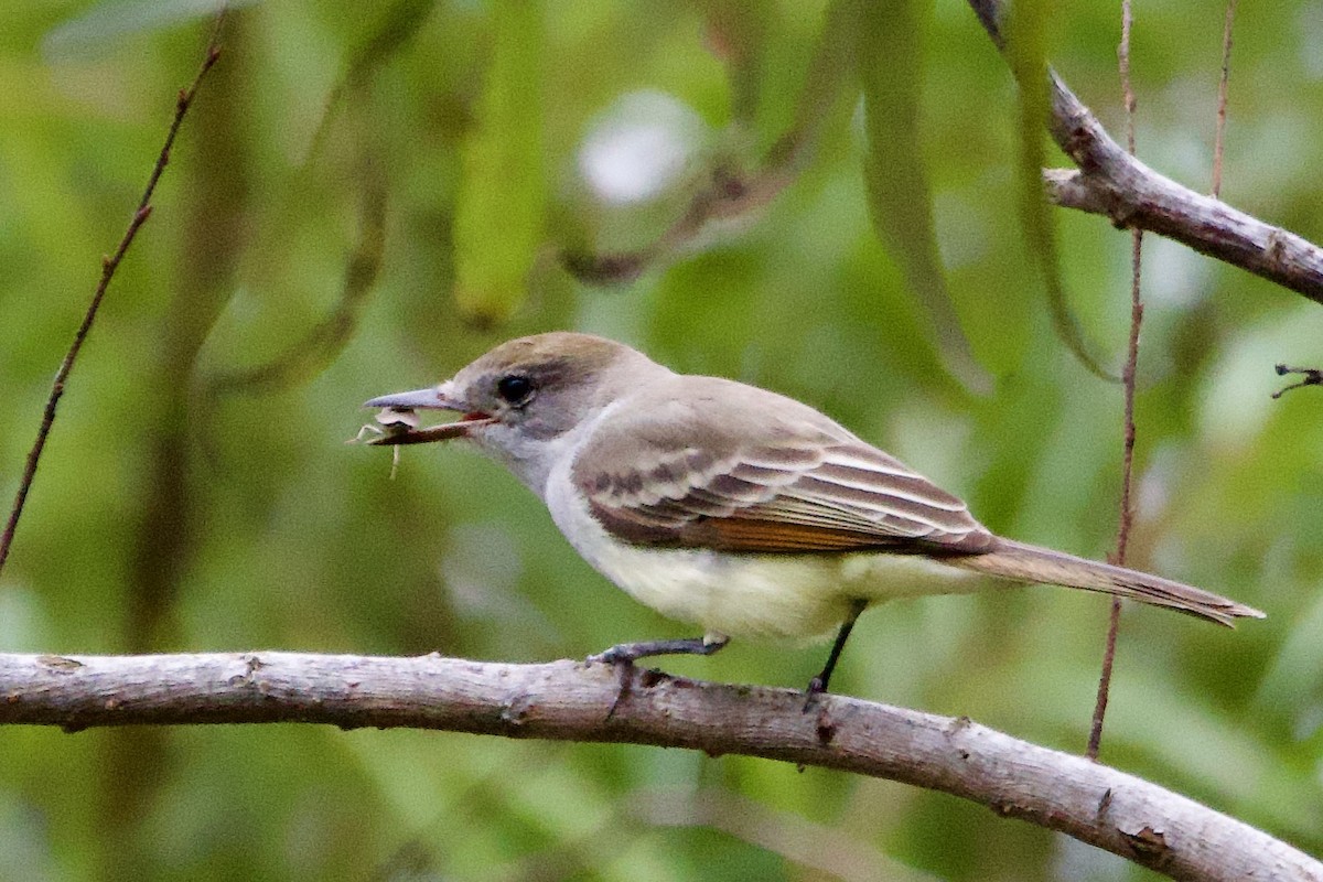 Tyran à gorge cendrée - ML646414608