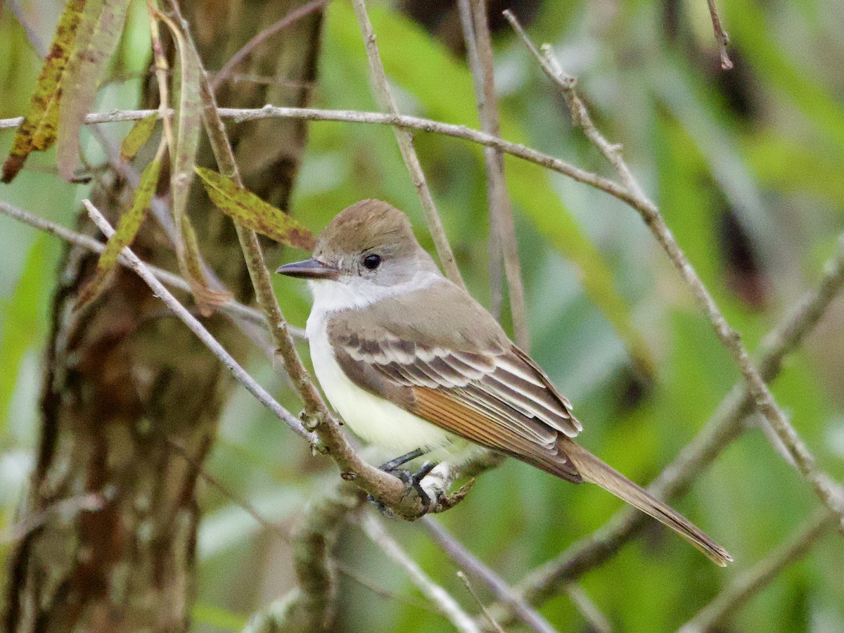 Tyran à gorge cendrée - ML646414609