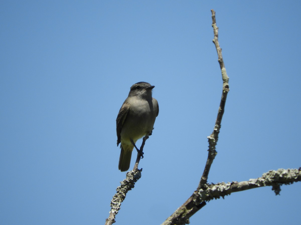 Crowned Slaty Flycatcher - ML646414610