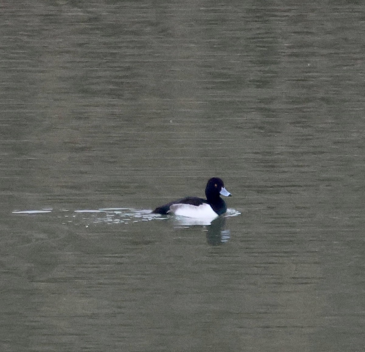 Tufted Duck - ML646414611