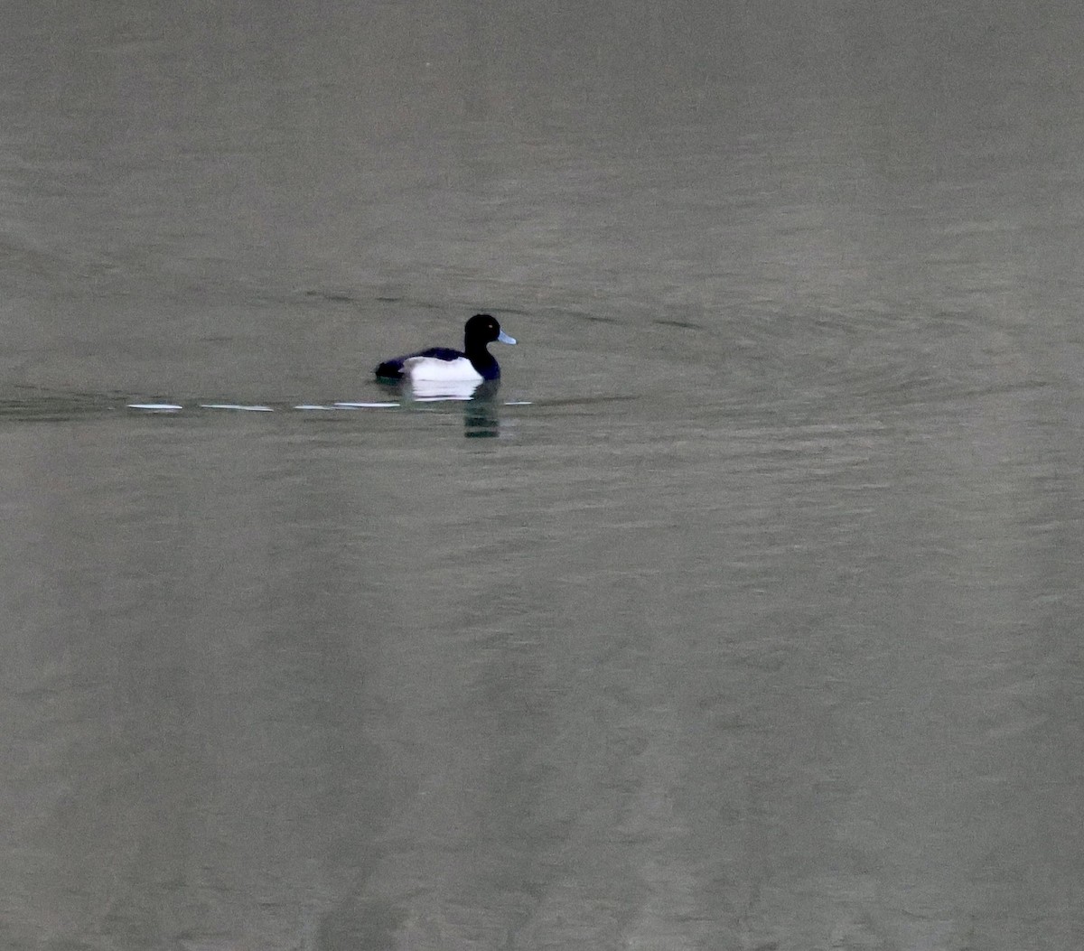 Tufted Duck - ML646414612