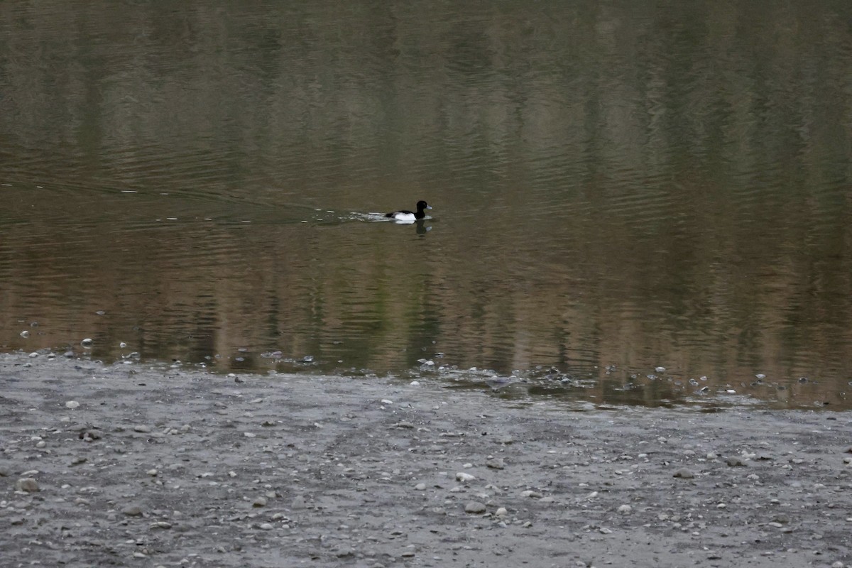 Tufted Duck - ML646414613