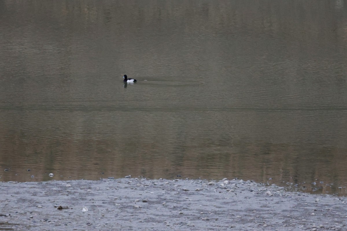 Tufted Duck - ML646414614