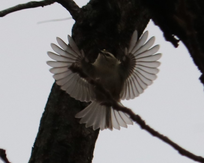 Erregetxo amerikarra - ML646414615