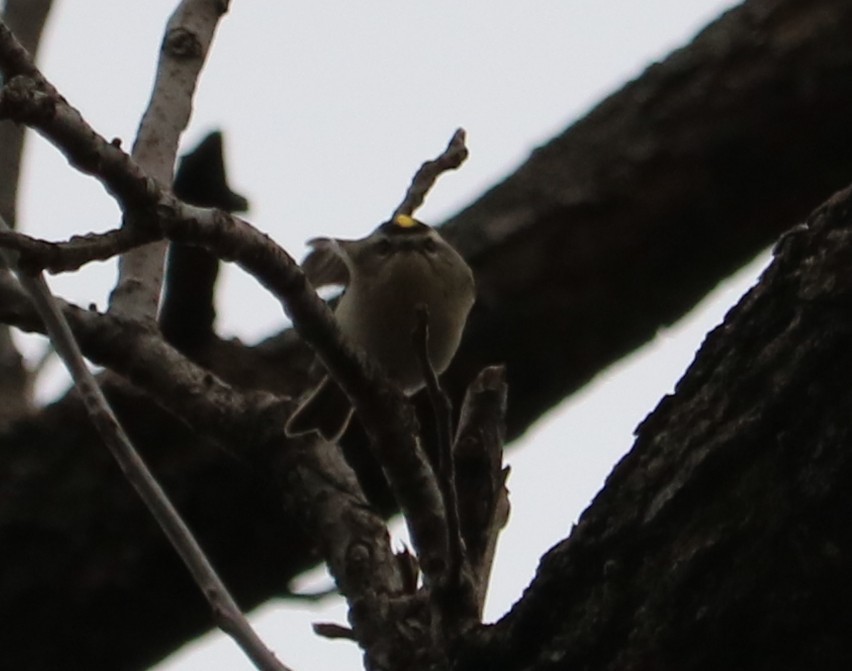 Erregetxo amerikarra - ML646414616