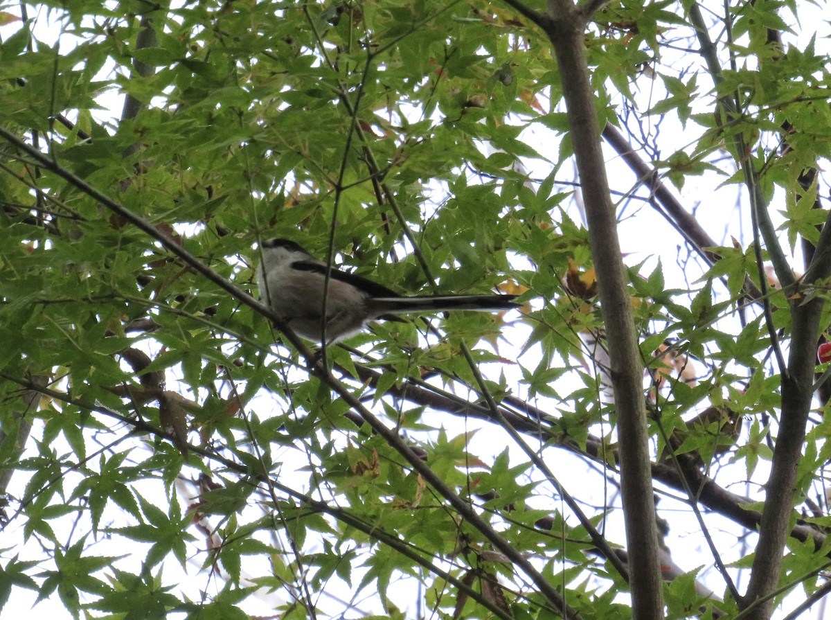 Синиця довгохвоста - ML646414617