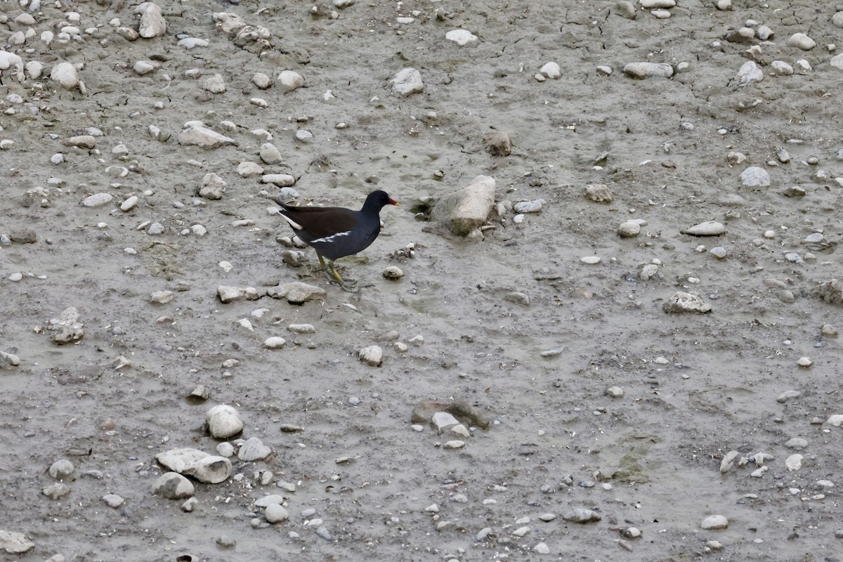 Eurasian Moorhen - ML646414620