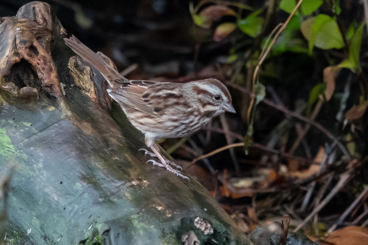 strnadec zpěvný - ML646414625