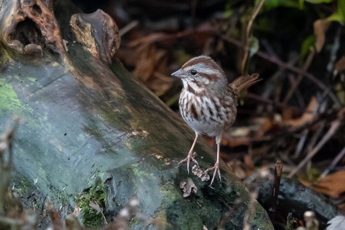 strnadec zpěvný - ML646414626