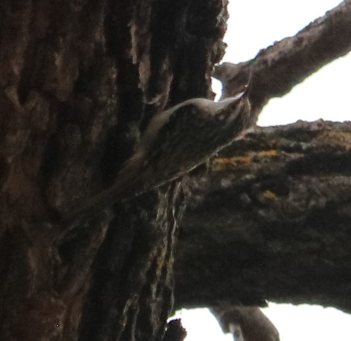 Brown Creeper - ML646414627