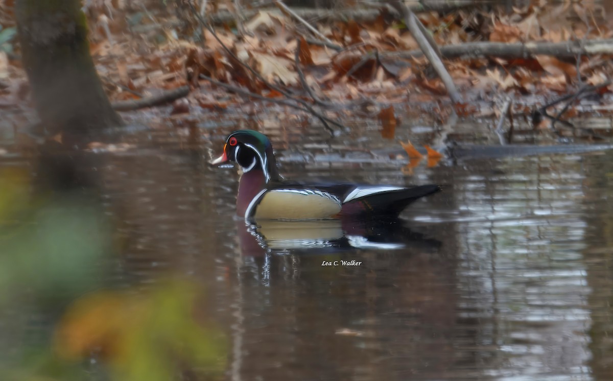 美洲鴛鴦 - ML646414629