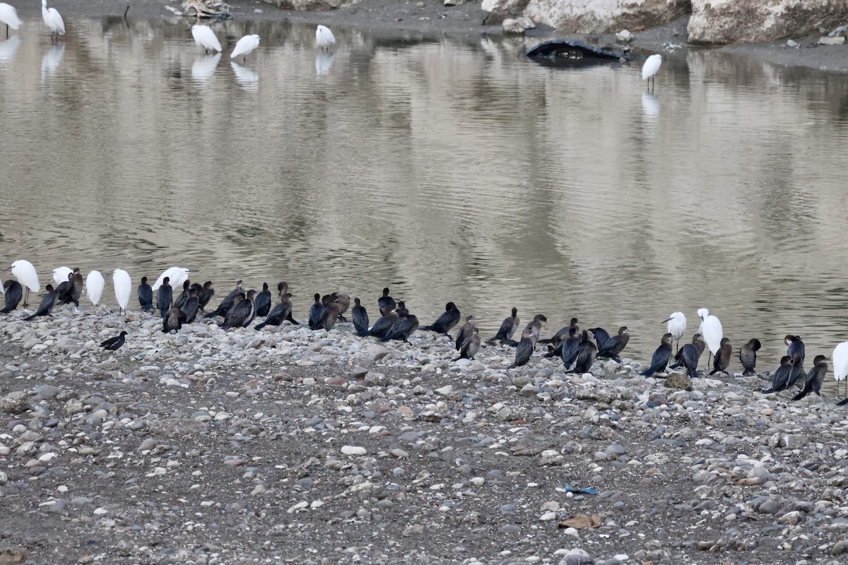 Pygmy Cormorant - ML646414630