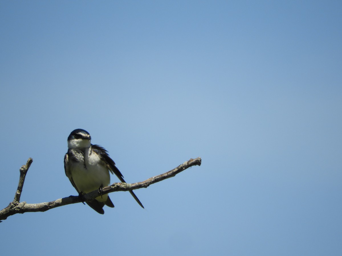 White-rumped Swallow - ML646414631