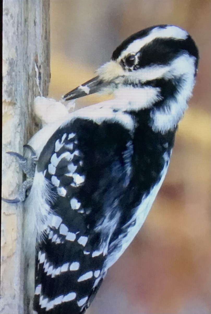 セジロアカゲラ - ML646414633