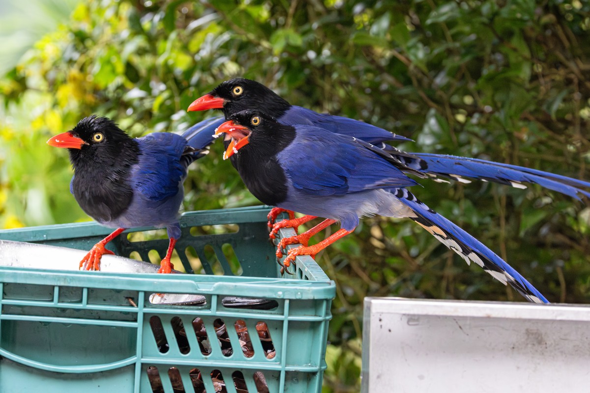 臺灣藍鵲 - ML646414636