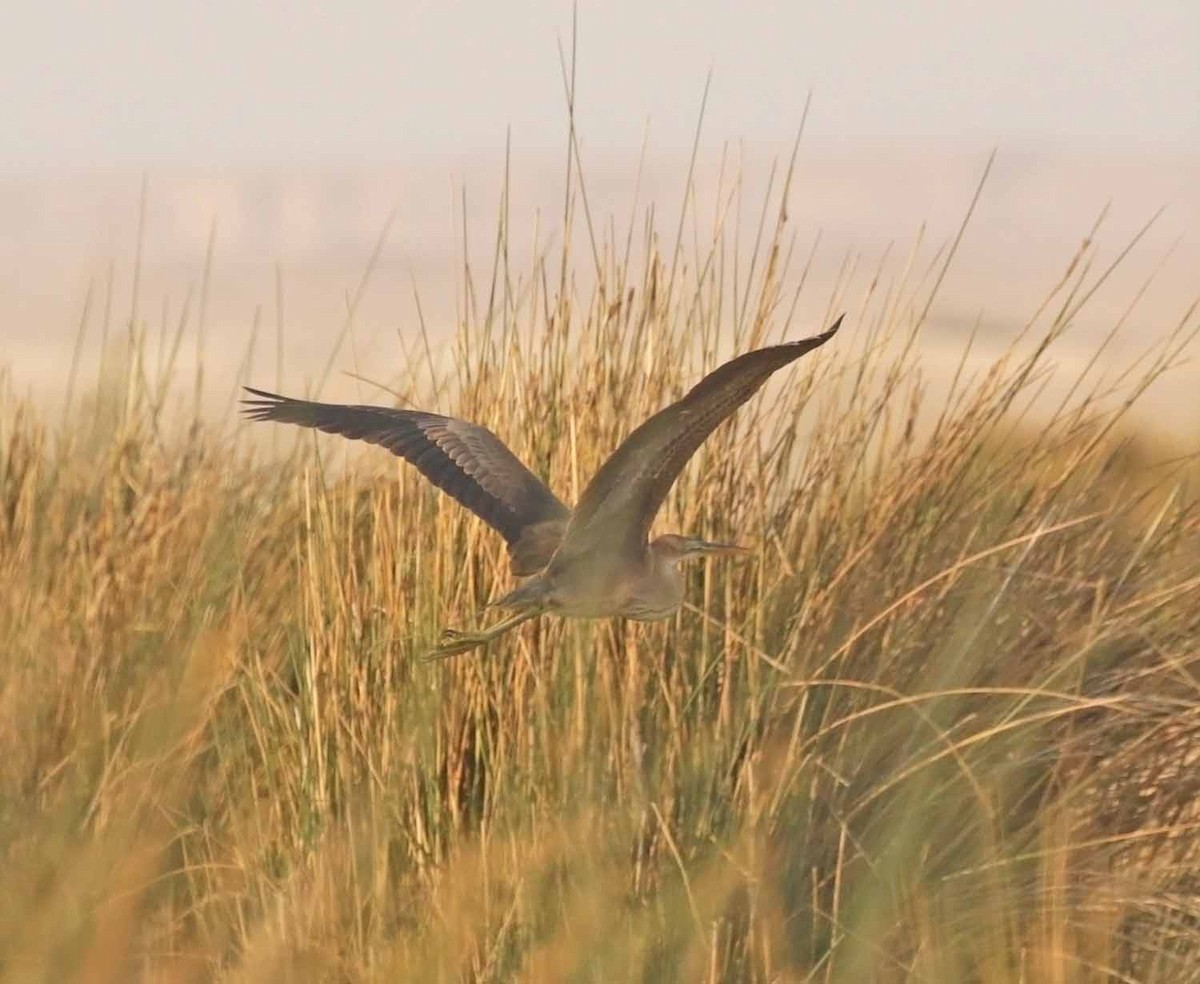 Purple Heron - ML646414637