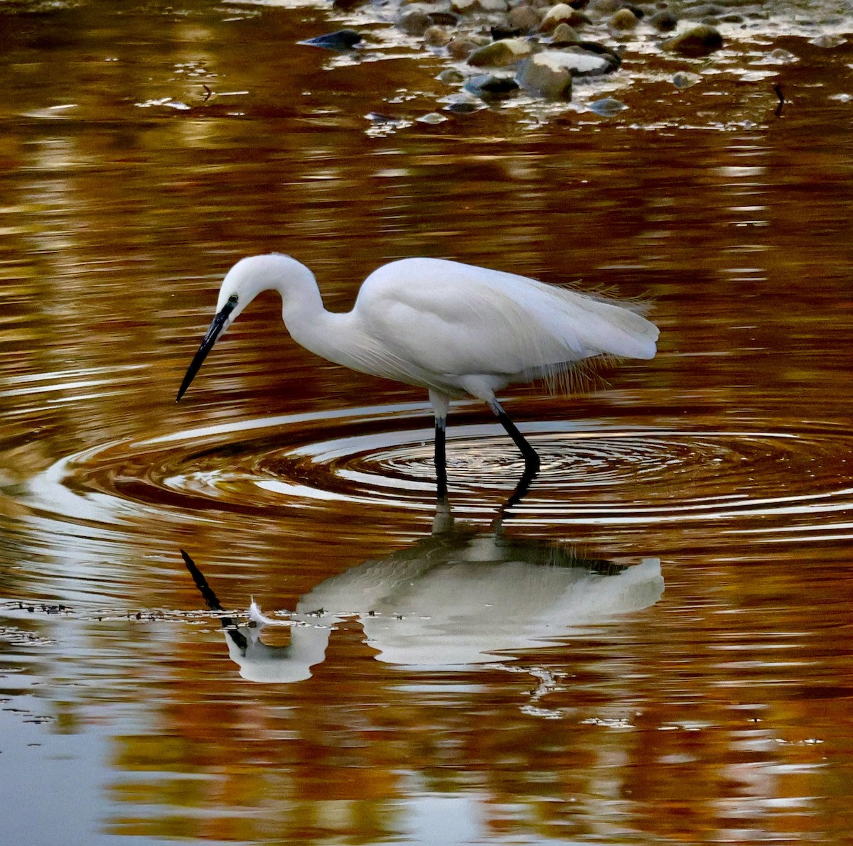 Little Egret - ML646414638