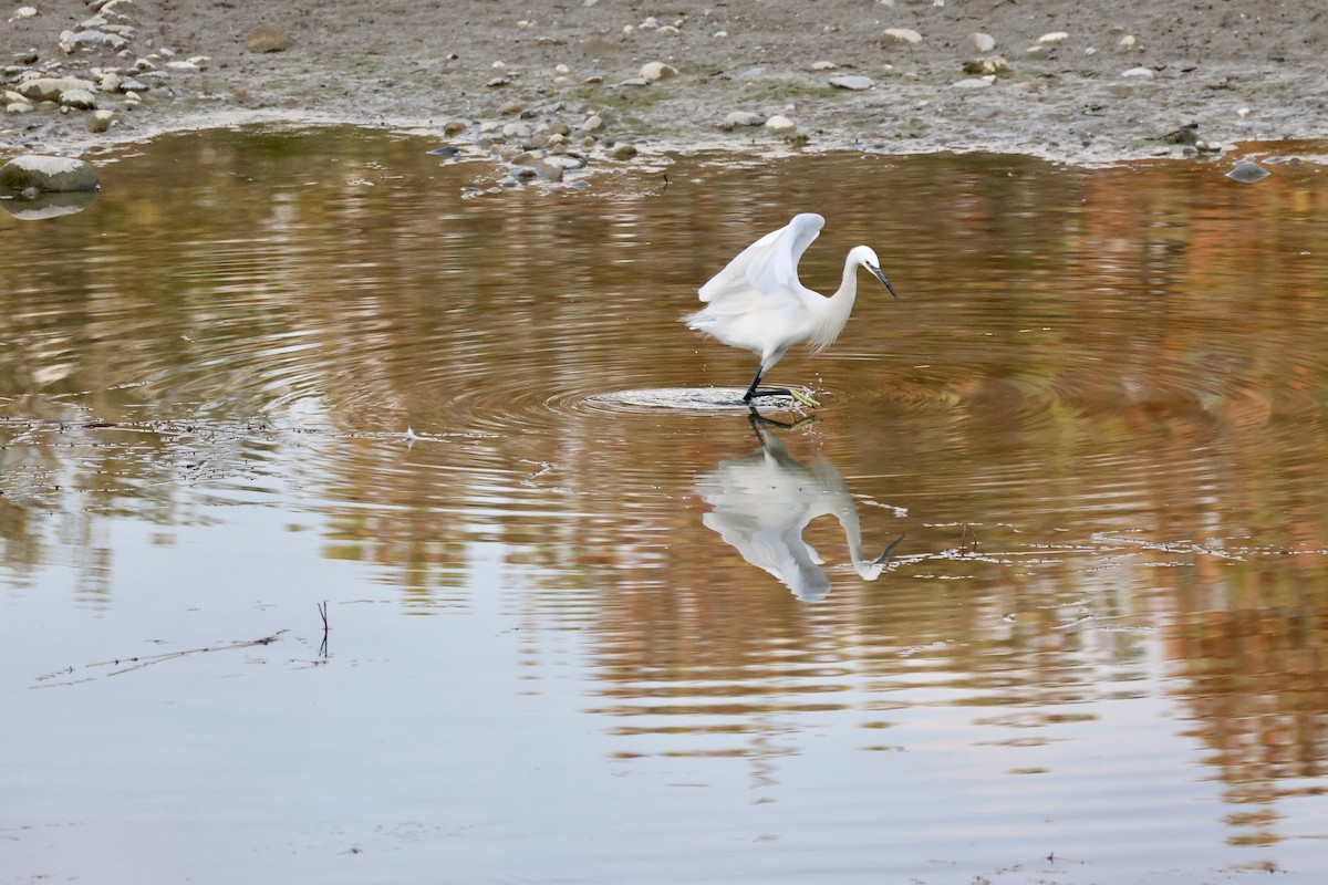 小白鷺 - ML646414639