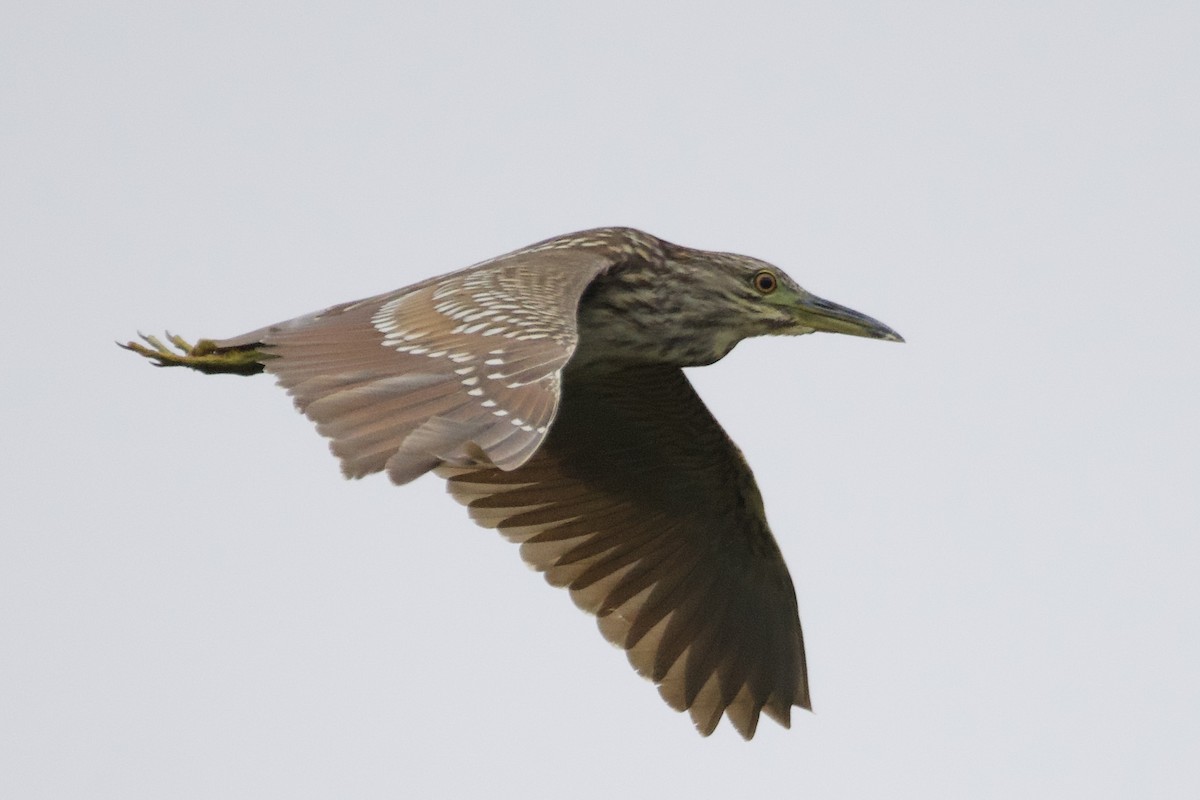 Bihoreau gris - ML646414640