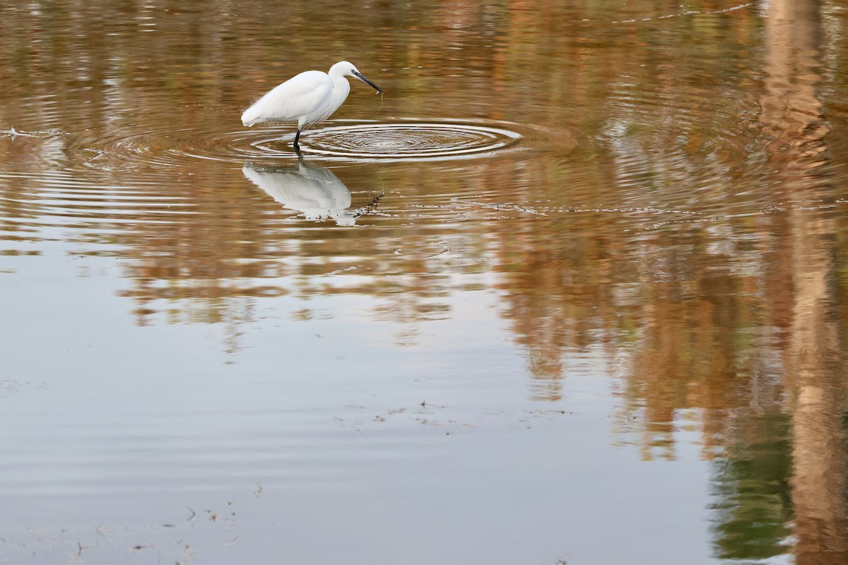 小白鷺 - ML646414641