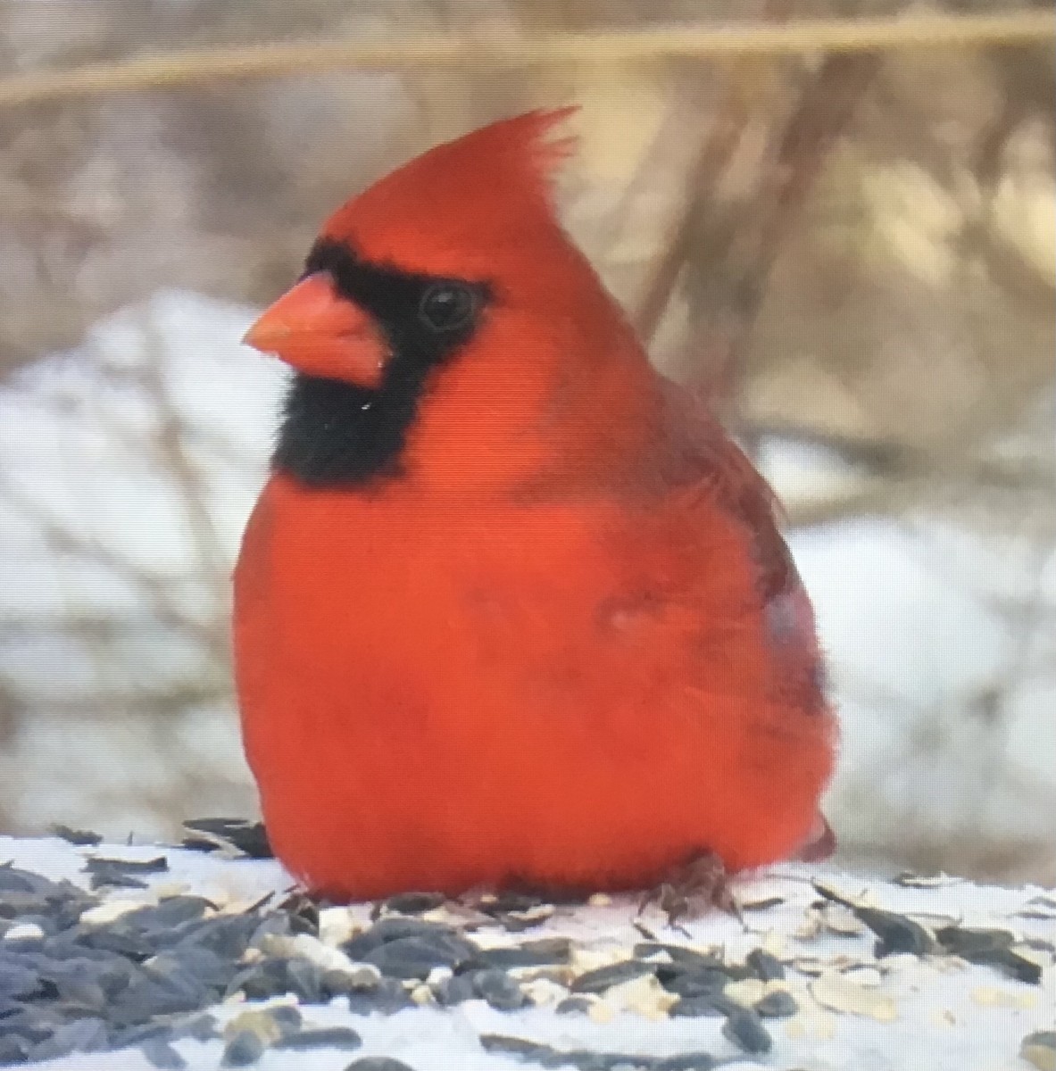 Northern Cardinal - ML646414642
