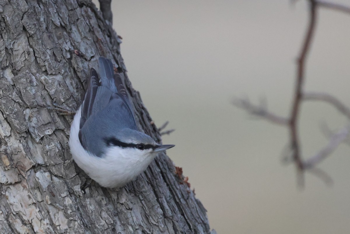 茶腹鳾 - ML646414643