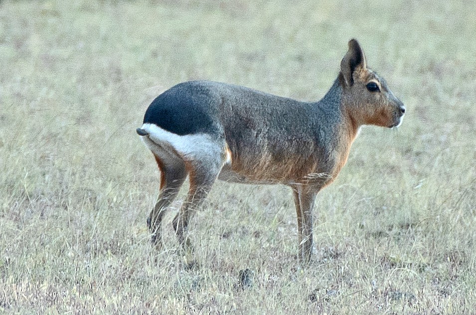 マーラ - ML646414644