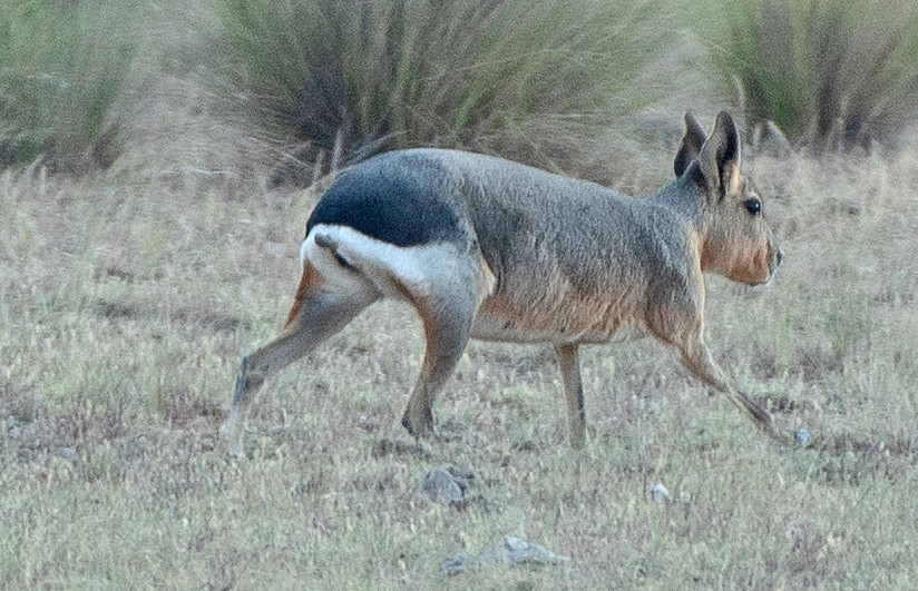 マーラ - ML646414645