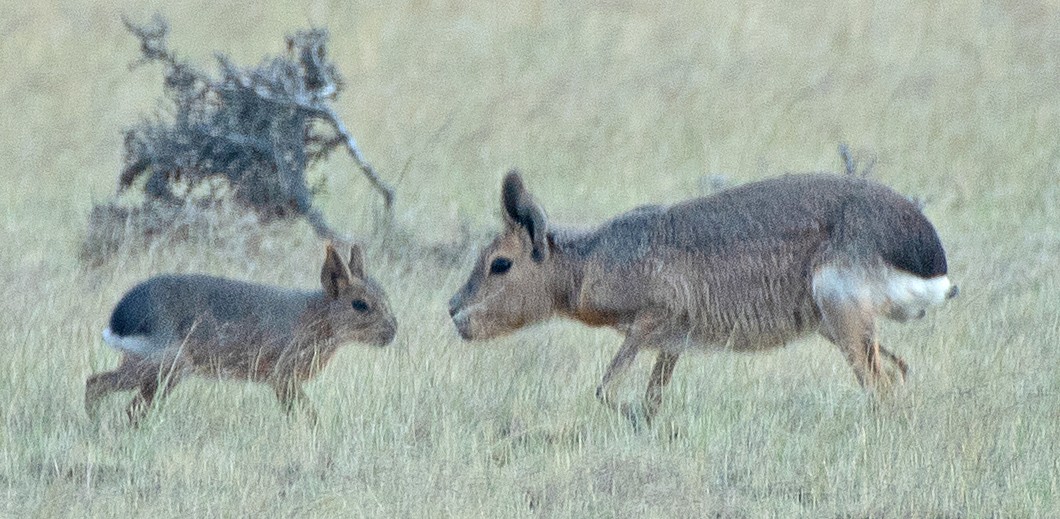 マーラ - ML646414646