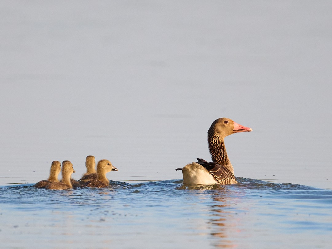 Graylag Goose - ML646414647