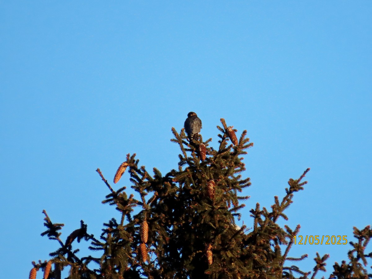 Підсоколик малий - ML646414648