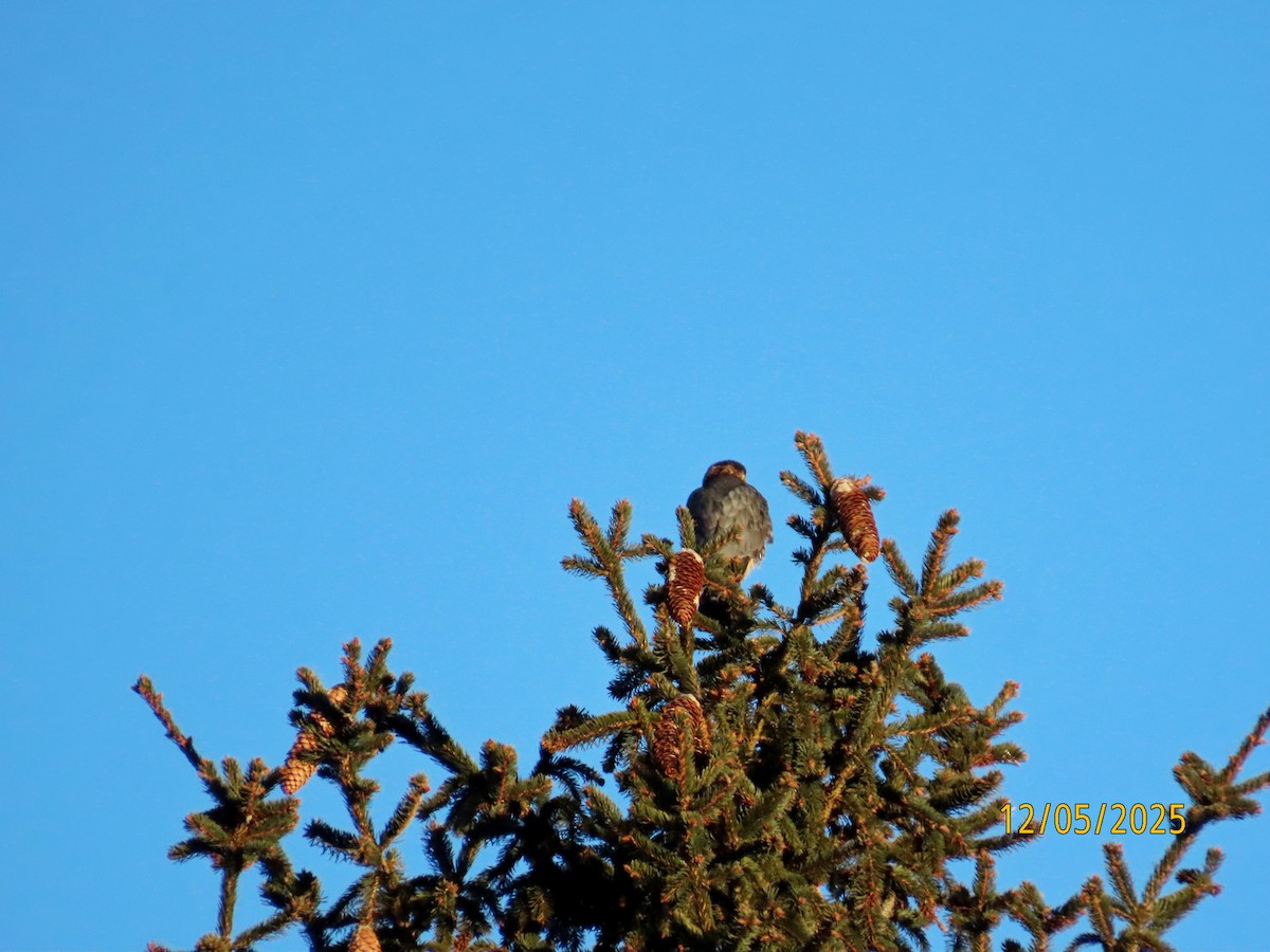 灰背隼 - ML646414649