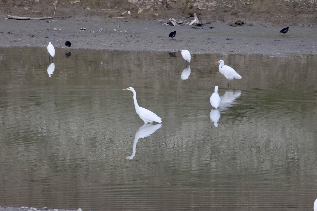 大白鷺 - ML646414650