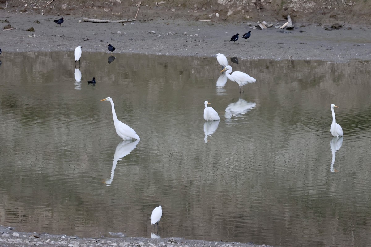 大白鷺 - ML646414651